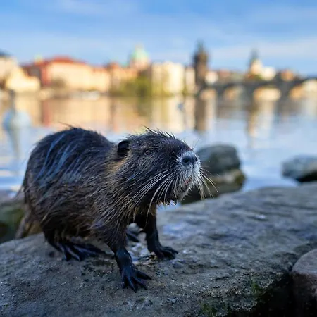 Δωμάτια σε οικογενειακή κατοικία Fantasticky V Praze Na Letne B3 *